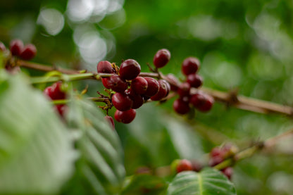 Colombia - El Diviso - Nestor Lasso - Bourbon Sidra - Anaerobic Natural Mosto