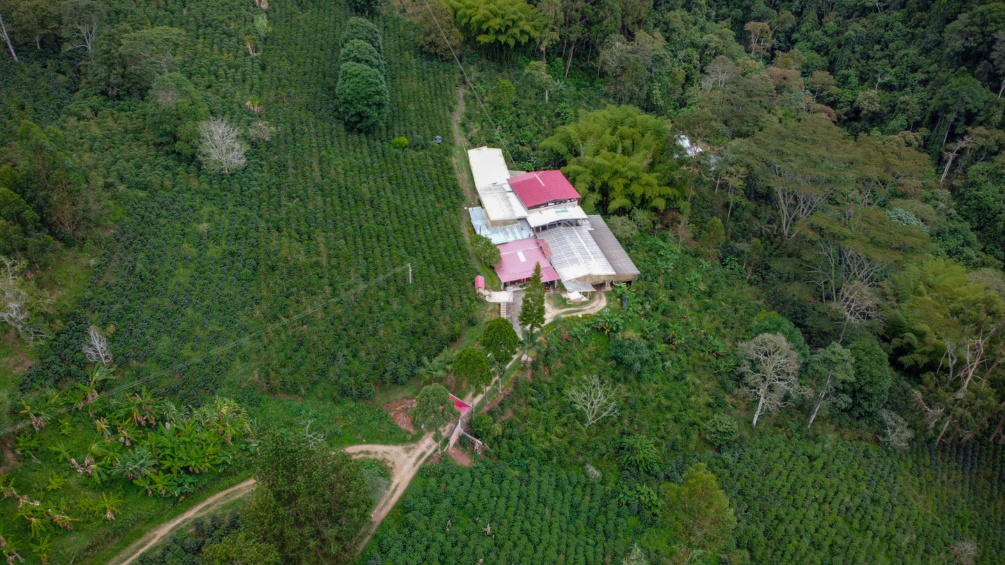 Colombia - El Diviso - Nestor Lasso - Bourbon Sidra - Anaerobic Natural Mosto