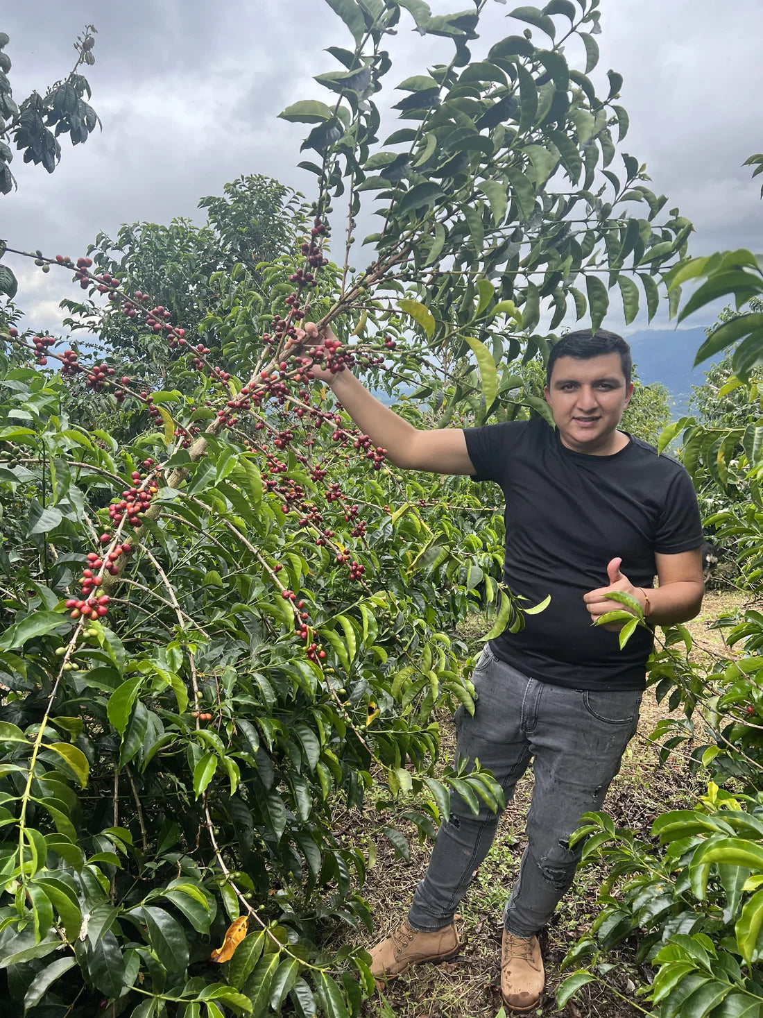 Colombia - El Diviso - Nestor Lasso - Bourbon Sidra - Anaerobic Natural Mosto