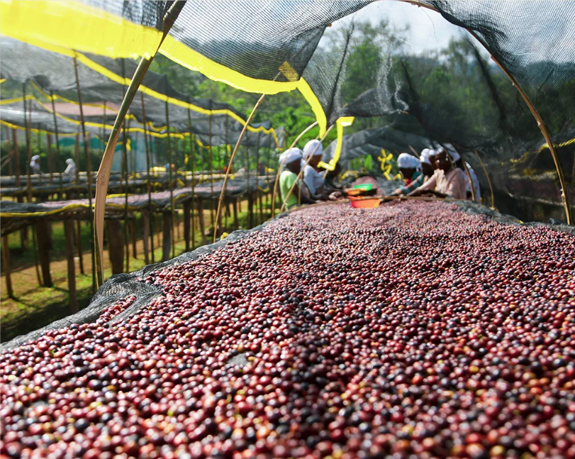 Ethiopia Reko Natural