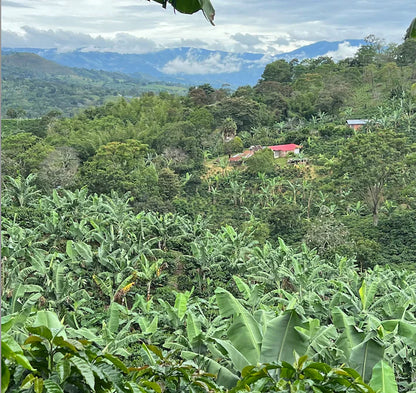 Colombia - El Diviso - Nestor Lasso - Bourbon Sidra - Anaerobic Natural Mosto