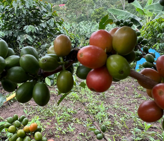 Colombia - El Diviso - Nestor Lasso - Bourbon Sidra - Anaerobic Natural Mosto