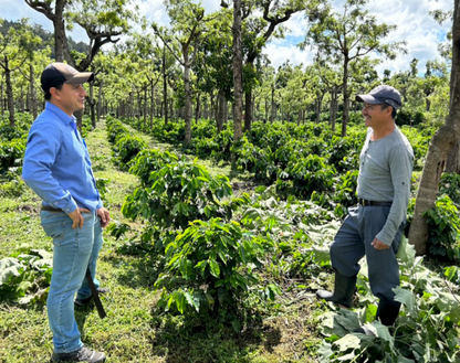 Guatemala - Finca Medina - Natural