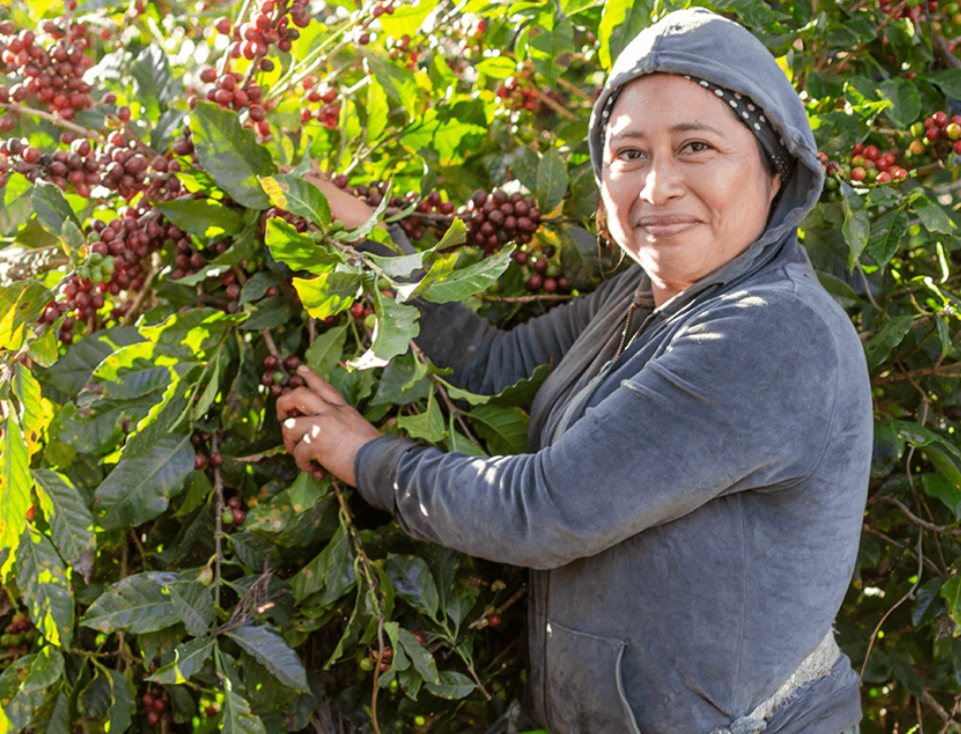 Guatemala - Finca Medina - Natural