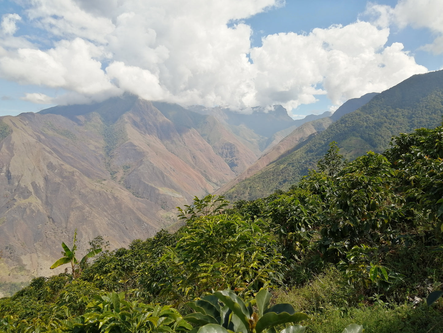 Colombia - Sol Naciente El Chorro - Washed