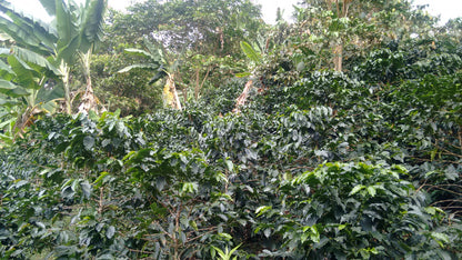 Colombia - Sol Naciente El Chorro - Washed
