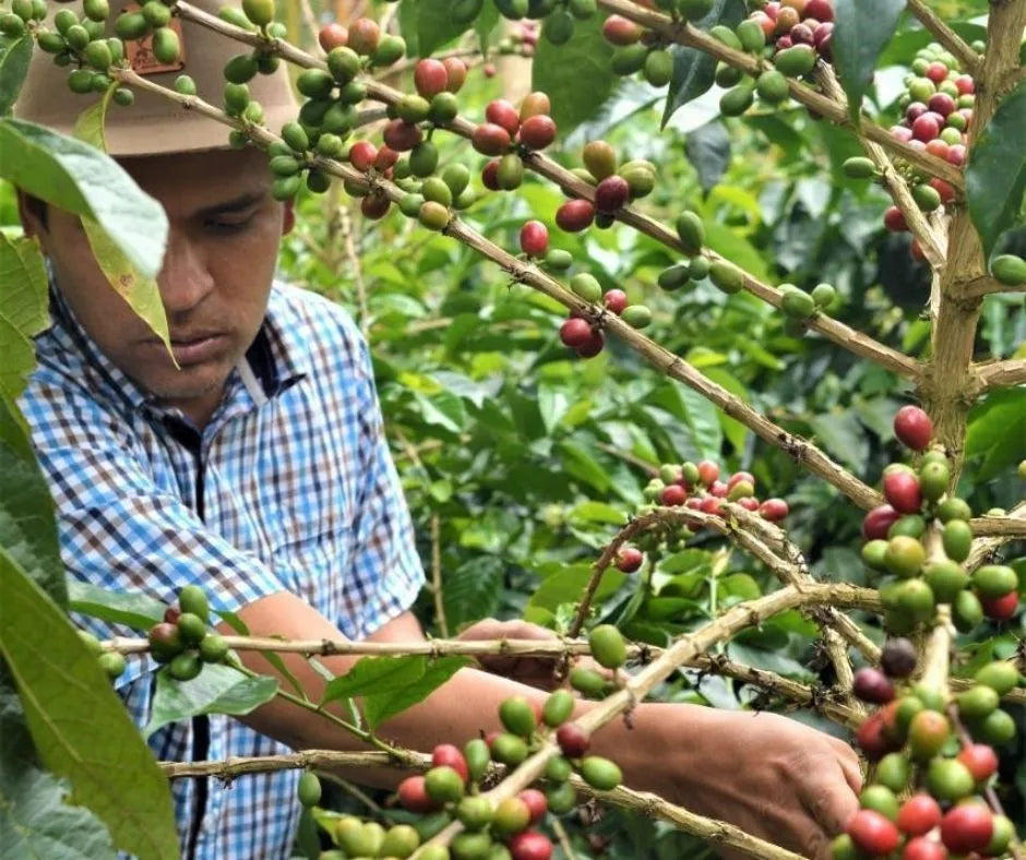 Colombia - Finca BET-EL - pink bourbon anaerobic