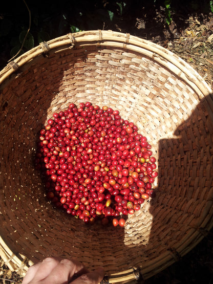 Ethiopia Shakisso DECAF CO2