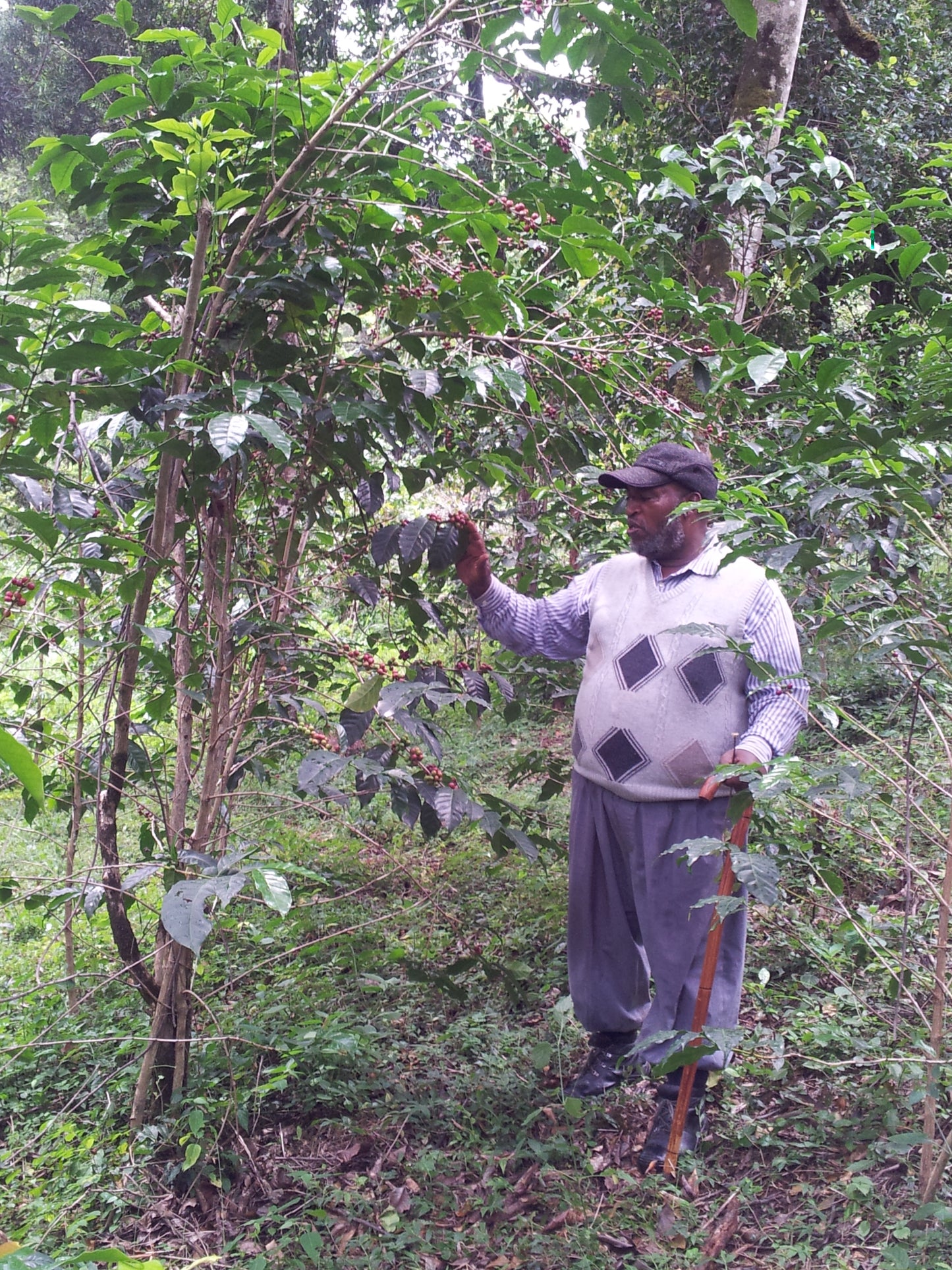 Ethiopia Shakisso DECAF CO2