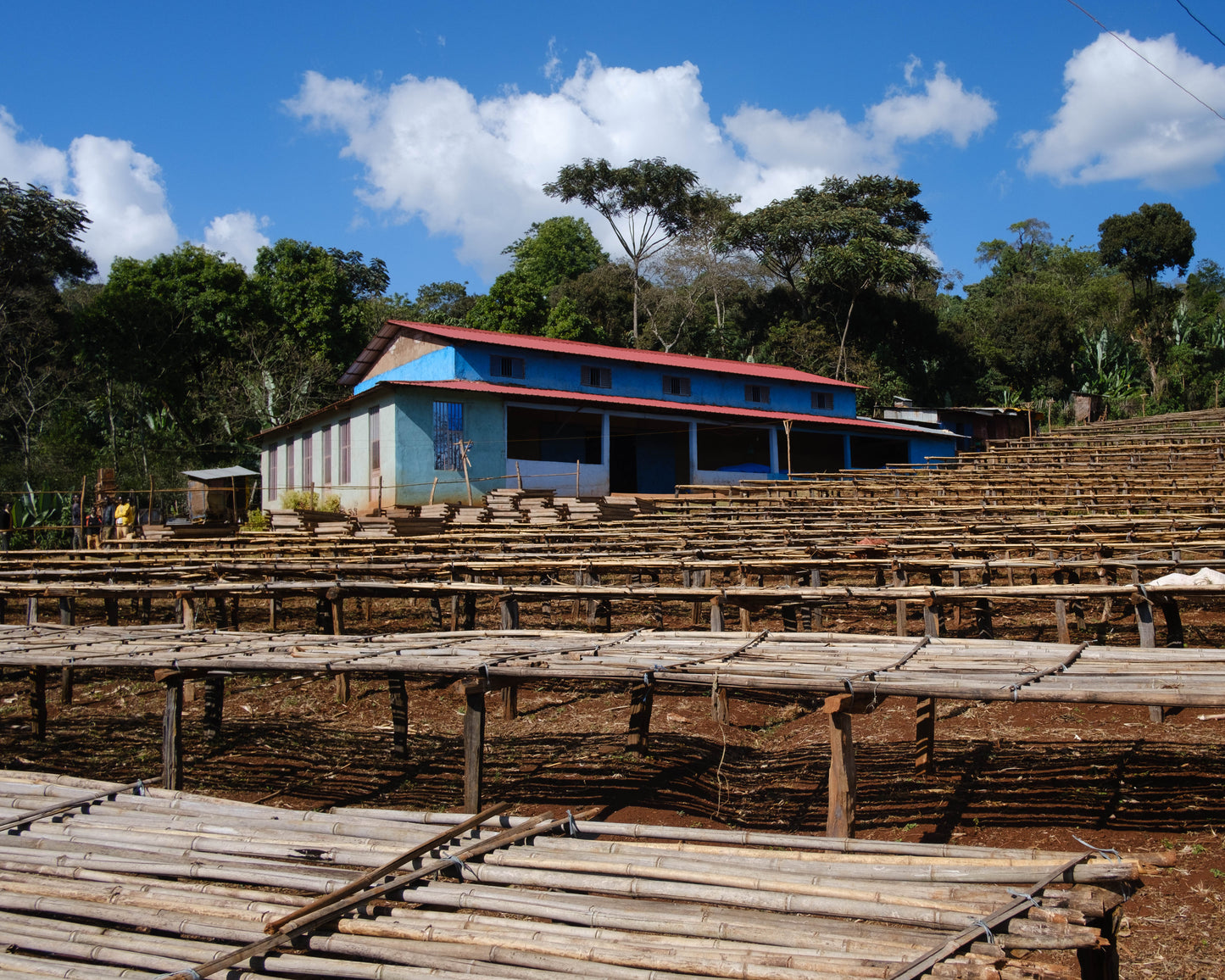 Ethiopia Halo Beriti Yirgacheffe G1 Washed