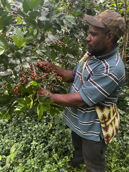 Papua New Guinea - Menyamar - Washed