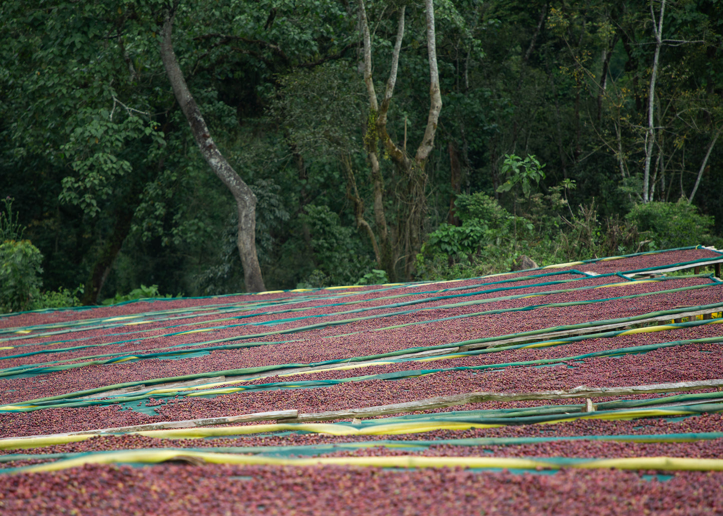 Ethiopia Kaffa - Bitta Farm - Washed G2