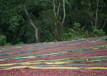 Ethiopia Kaffa - Bitta Farm - Washed G2