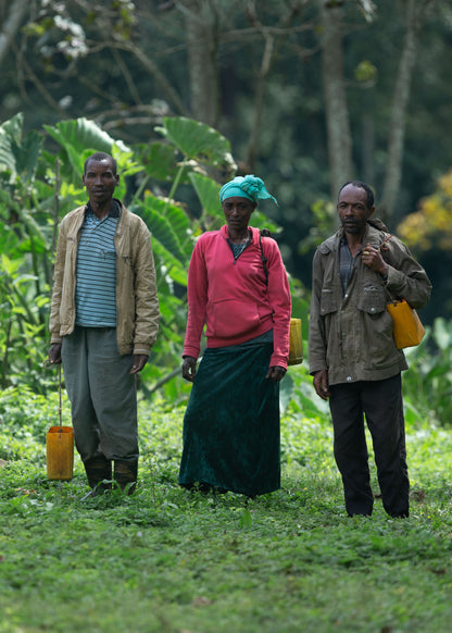 Ethiopia Kaffa - Bitta Farm - Washed G2