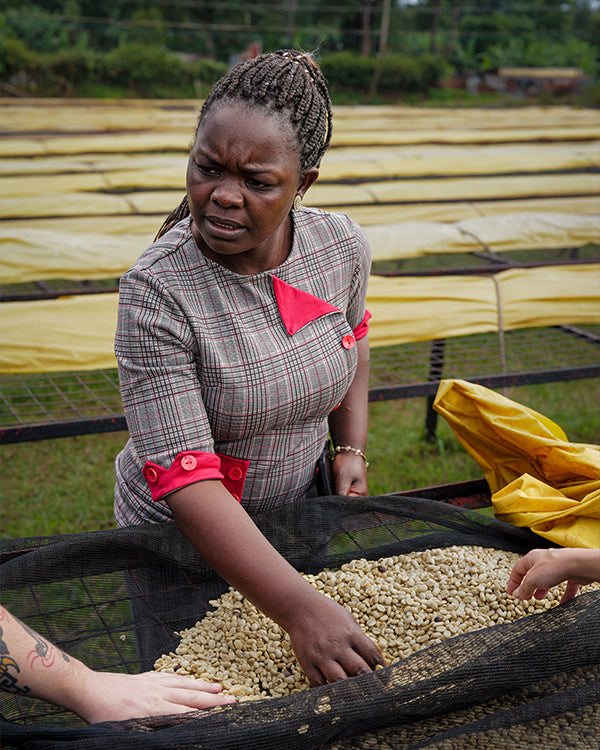 Kenya - Kagumo AA - Washed