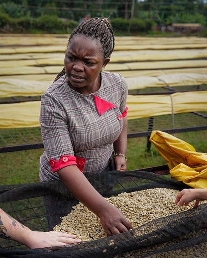 Kenya - Kagumo AA - Washed