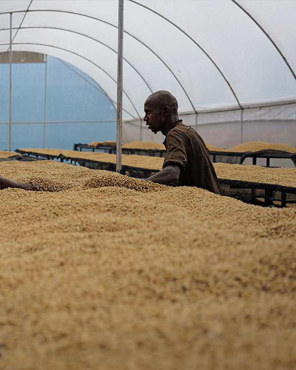 Kenya - Kagumo AA - Washed