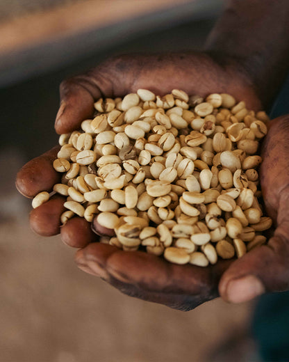 Kenya - Mutitu AA - Washed