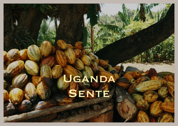 Uganda – Sente