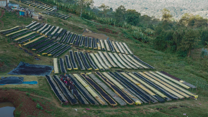 Ethiopia Uraga Yabitu Tume Washed