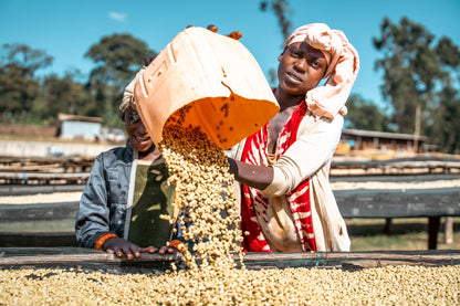 Ethiopia Uraga Yabitu Tume Washed