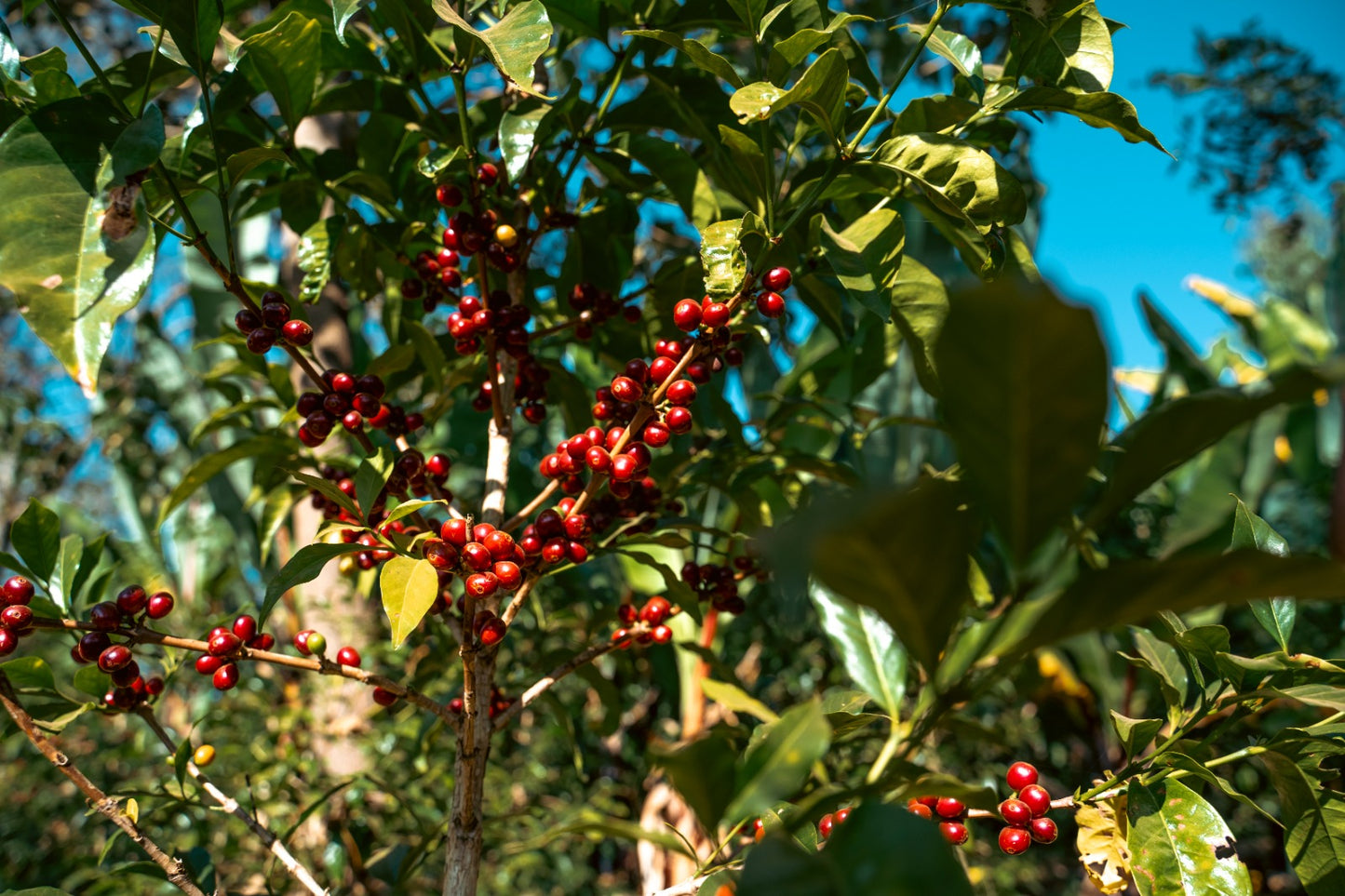 Ethiopia Uraga Yabitu Tume Washed